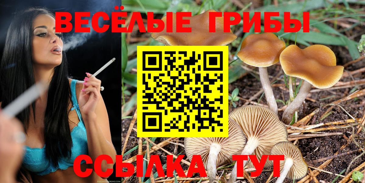 как найти   Галлюциногенные грибы Magic Shrooms  Вход с VPN  Вятские Поляны  Псилоцибиновые грибы Cubensis 